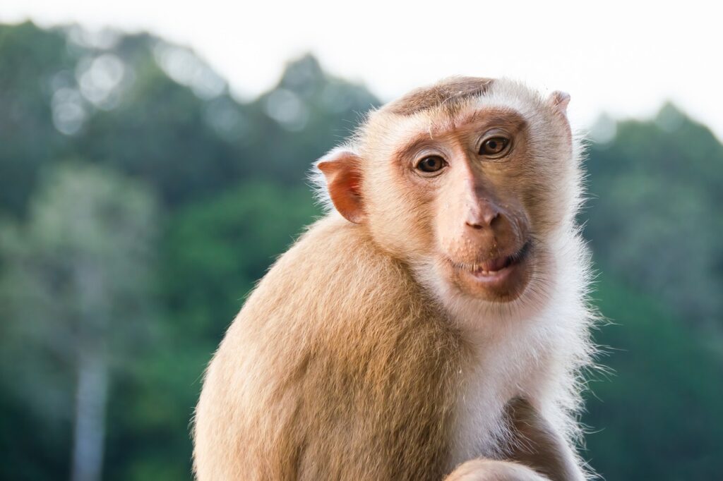 monkey, macaque, long-tailed macaque-8106216.jpg