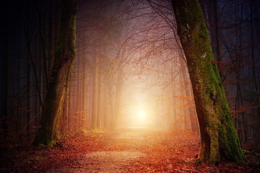 nature, beautiful nature, forest-3151869.jpg
